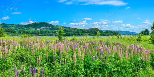 Picturesque summer mountain landscape with meadow of colorful lupine flowers