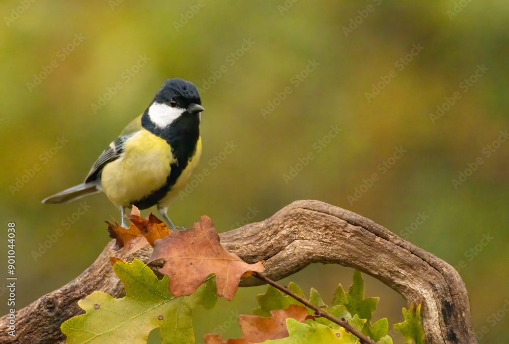 Great tit drink water and sitting on branch Great tit drink water and sitting on branch
