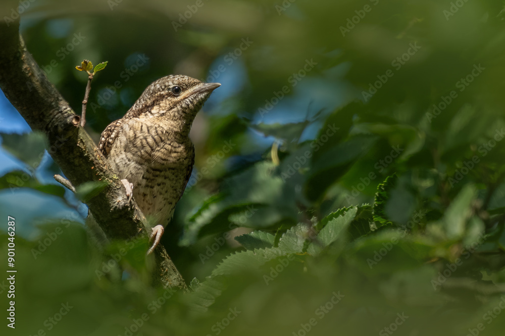 Fototapeta premium Wendehals (Specht) auf einem Ast im Baum 