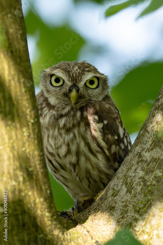 Steinkauz in einem Baum im Sommer