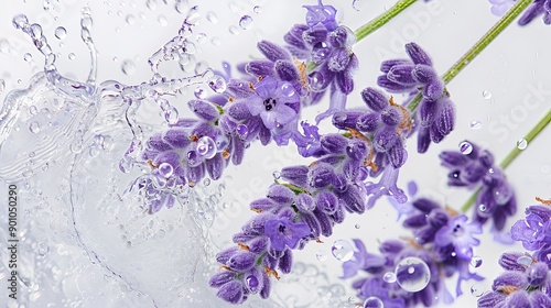 Lavender Flowers with Mist,