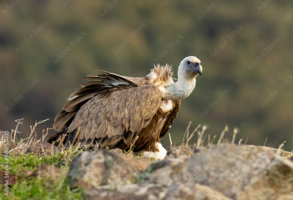 Fototapeta premium Griffon vulture on feeding station