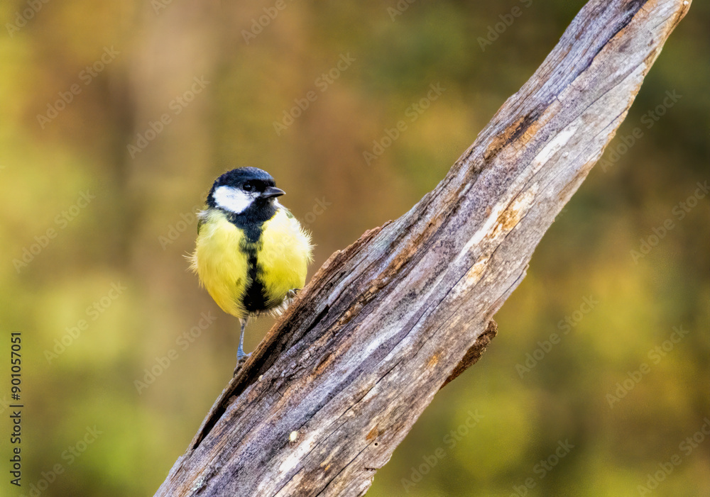 Great tit drink water and sitting on branch Great tit drink water and sitting on branch