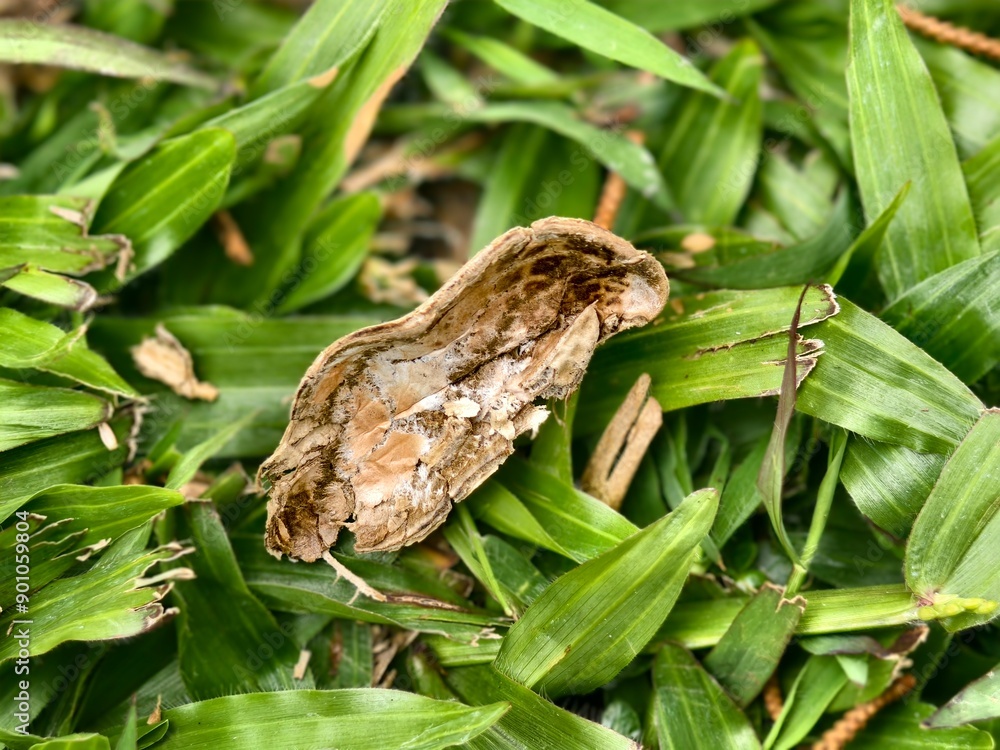 Obraz premium peanut shells falling on the grass