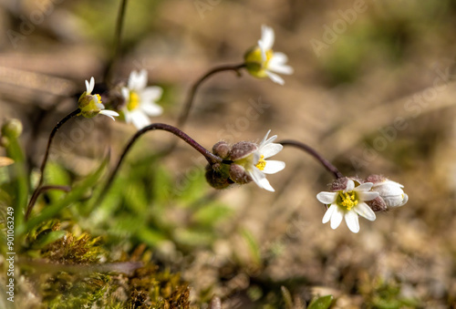 Potentila species flower macro photography photo