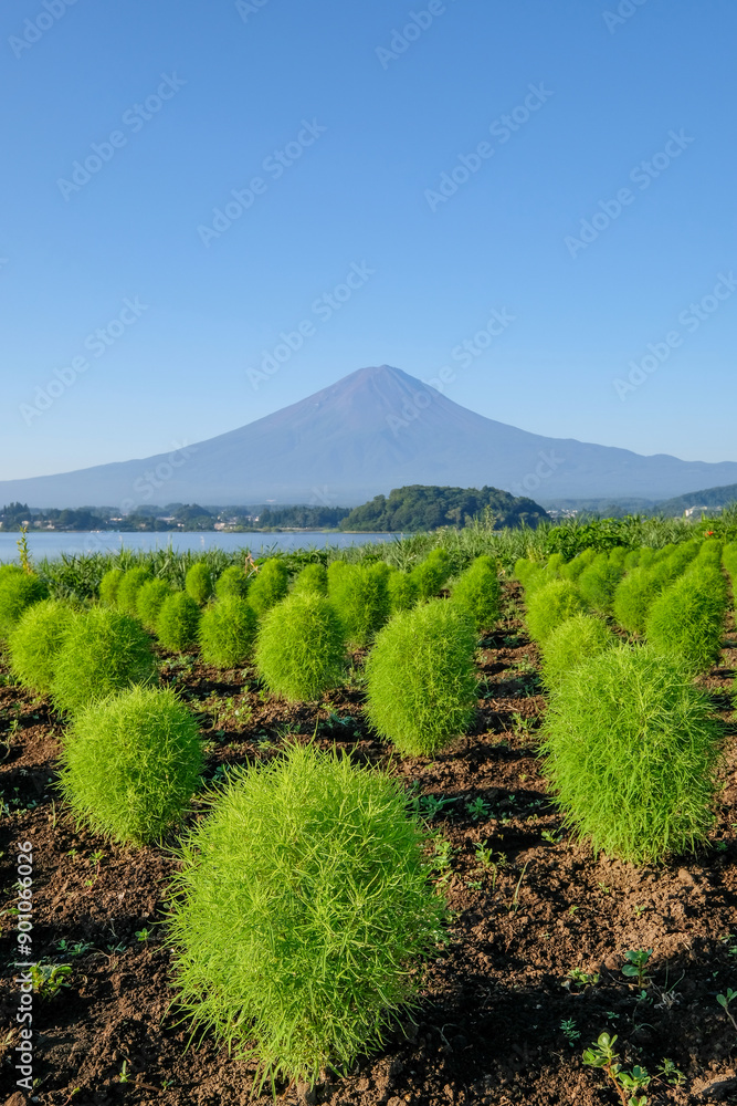 Fototapeta premium 山梨県河口湖と富士山