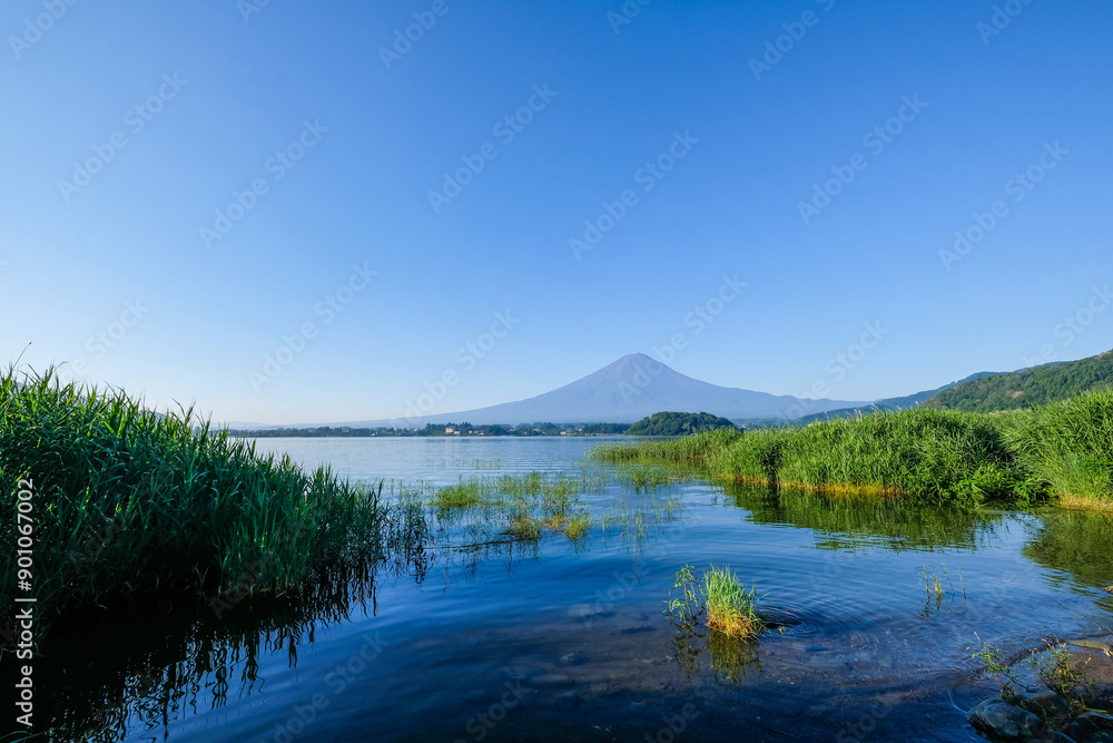 Obraz premium 山梨県河口湖と富士山
