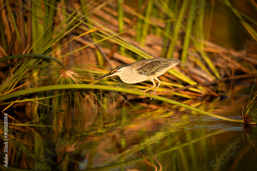 The Green-backed Heron is a shy species and is often overlooked as it sits quietly in the vegetation. They do most of their hunting during the day. They feed on a variety of animals that can be found  photo