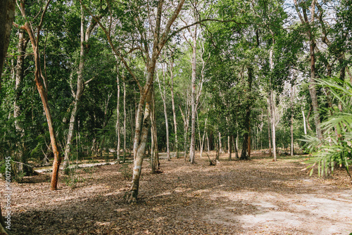 Arboles de la reserva de la Biósfera Calakmul, Campeche.