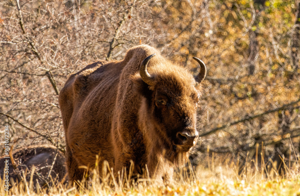 Fototapeta premium European Bison reintroduced on the Balkans