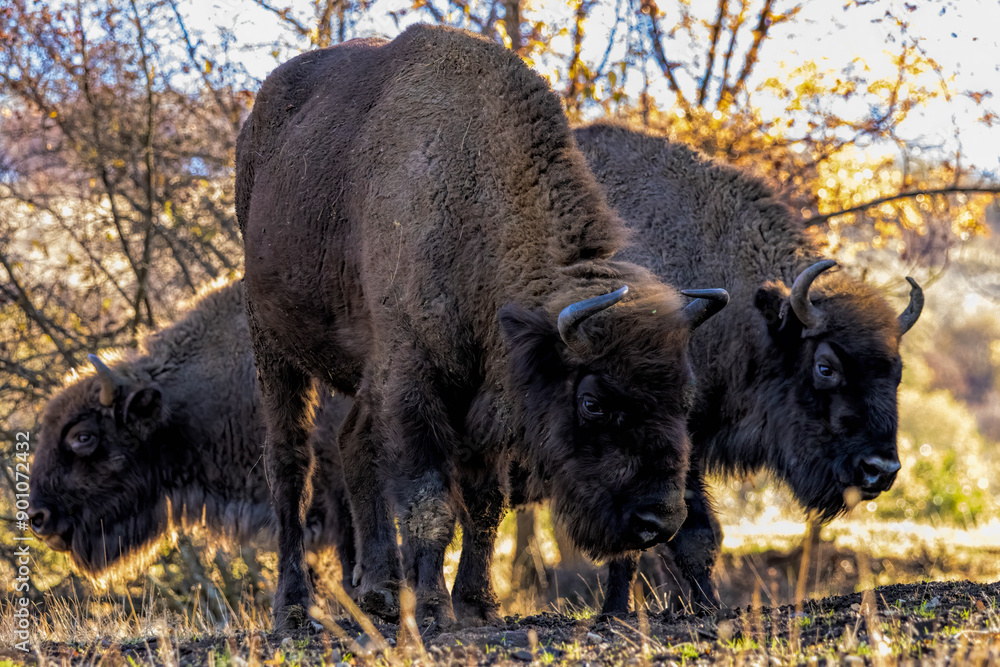 European Bison reintroduced on the Balkans European Bison reintroduced on the Balkans