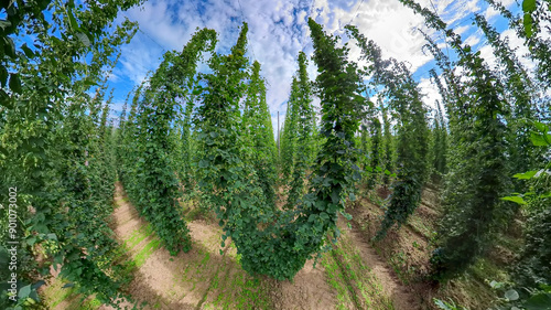 A wide angle view to the Bavarian Hops Garden with the cones who hold the hops up in the air photo