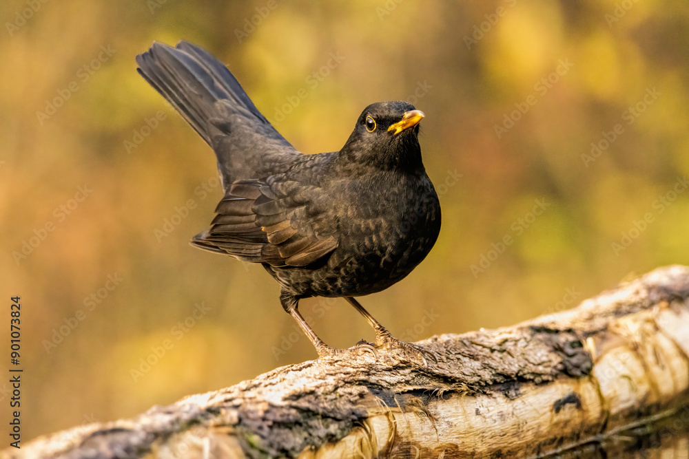 Fototapeta premium Blackbird sitting on the ground