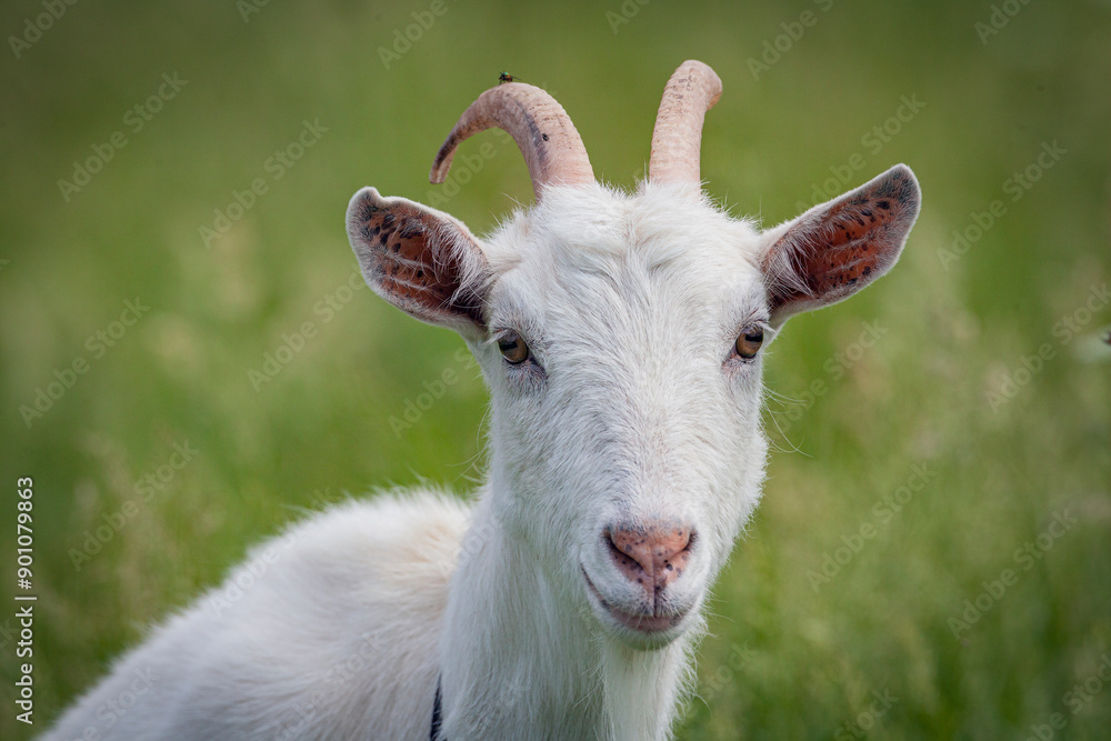 Fototapeta premium A goat is standing in a field in close-up.