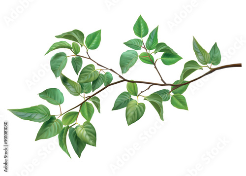 Tree branch. Green leaves. Summer or spring wood stem. Leafy plants twig. Fresh greenery. Forest nature. 3D foliage. Deciduous bush sprout. Vector isolated botanical landscape element