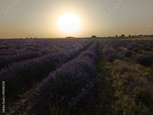 lavender field at sunset