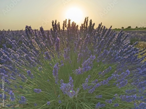 lavender field at sunset