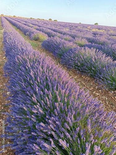 lavender field region