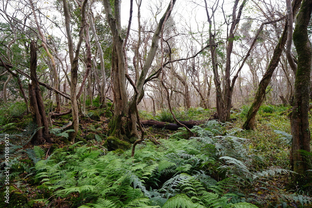 mossy old trees and vines in autumn forest mossy old trees and vines in autumn forest