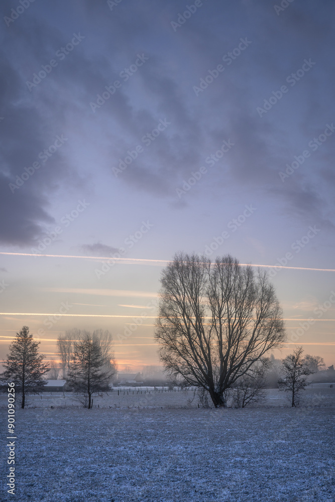 Trees in the frosty winter landscape with a fine layer of snow Trees in the frosty winter landscape with a fine layer of snow