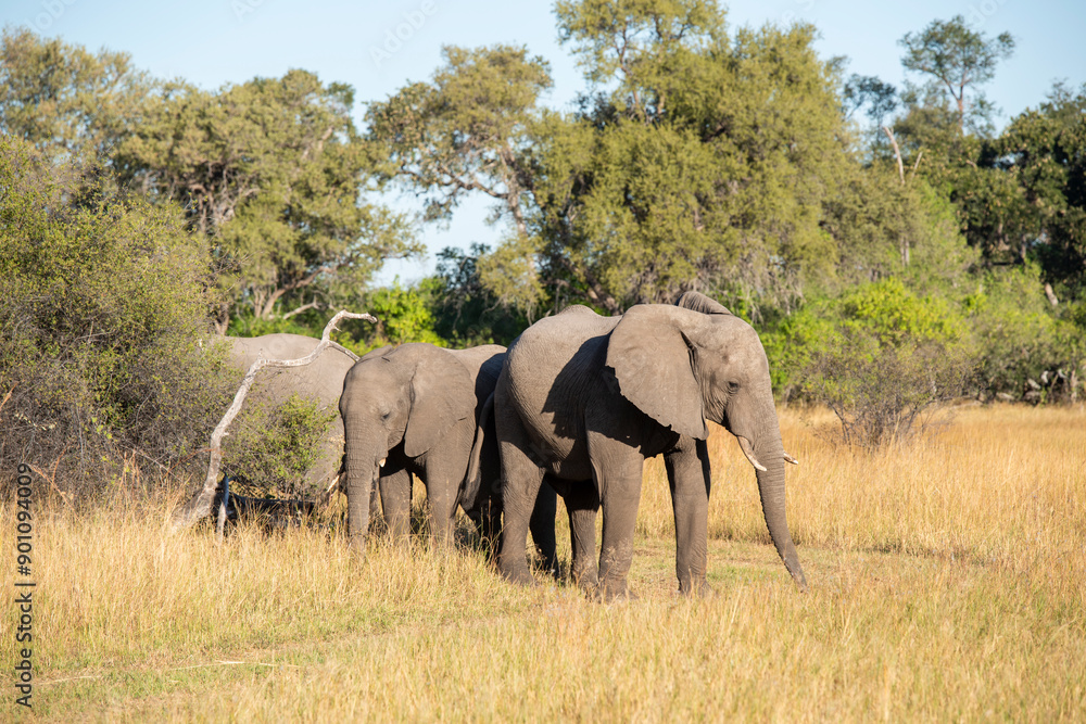 The African bush elephant, Loxodonta africana, also known as the African savanna elephant.
The African bush elephant, Loxodonta africana, also known as the African savanna elephant.
