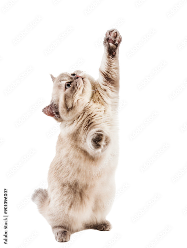 Obraz premium Full body shot of Exotic Shorthair Cat standing on hind legs and reaches up. Standing on two legs. White background, isolated.