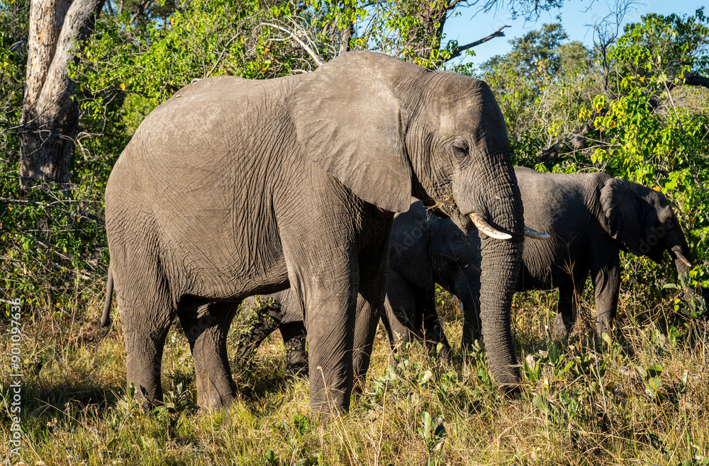The African bush elephant, Loxodonta africana, also known as the African savanna elephant.
