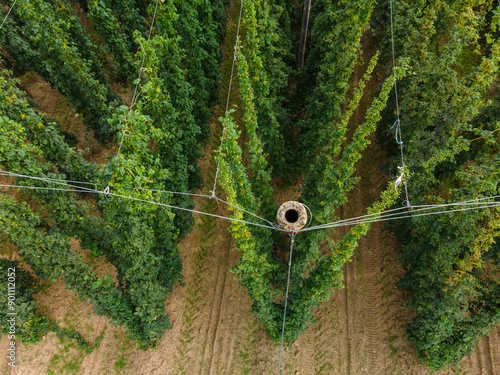 Fly from top along a Bavarian hops field during summer grow time and see the landscape from a different angle photo