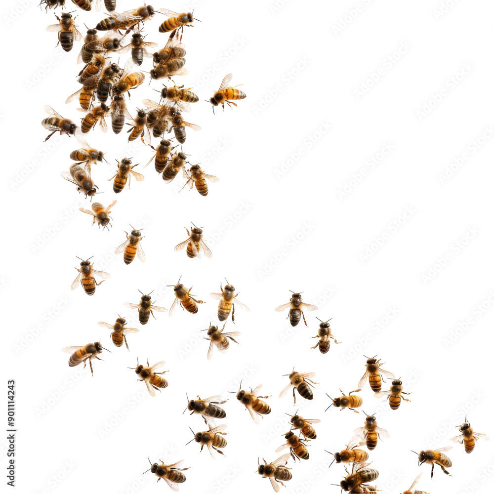 Swarm of bees isolated on white or transparent background Swarm of bees isolated on white or transparent background