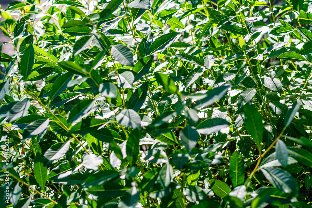 Fototapeta premium Green leaves background. Abstract background. High quality photo.