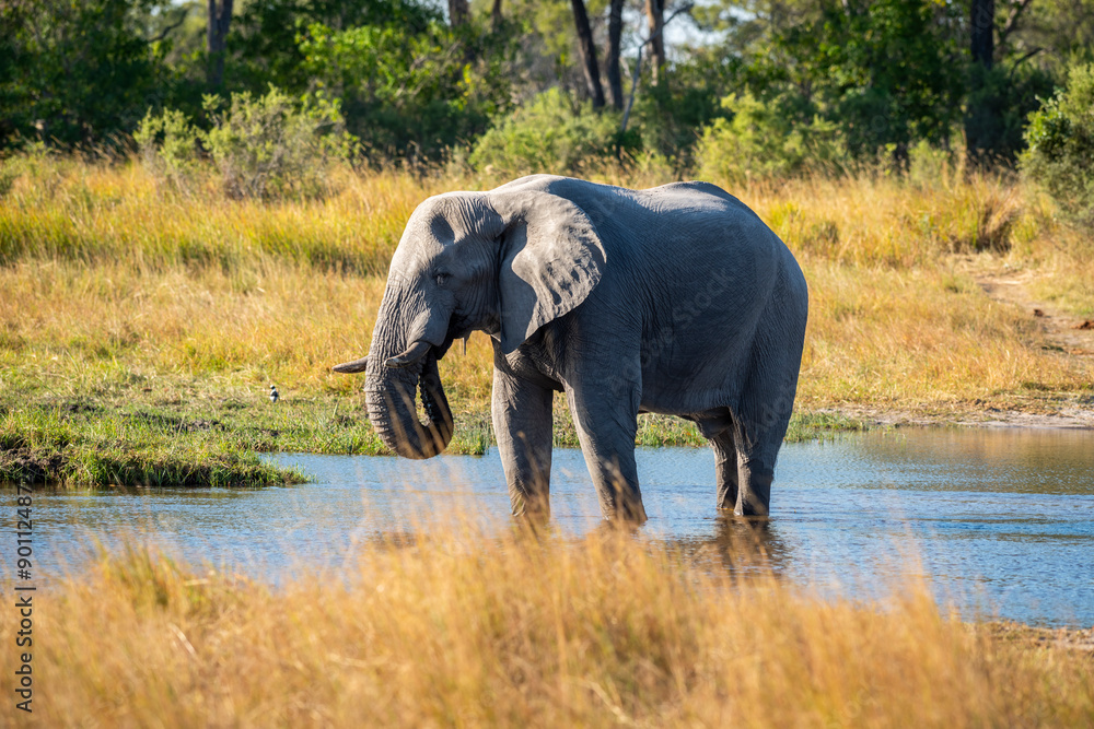 Obraz premium The African bush elephant, Loxodonta africana, also known as the African savanna elephant. 