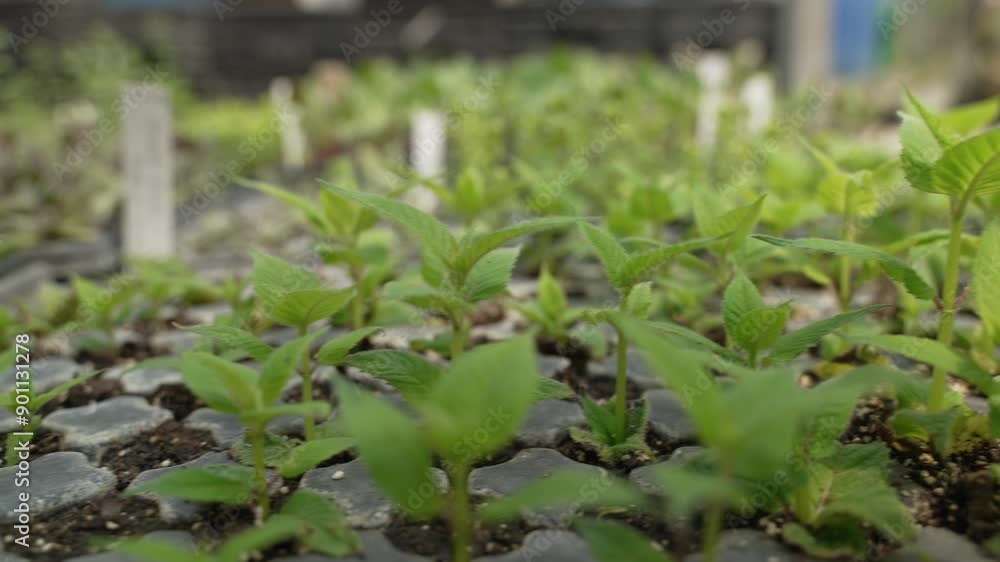 Green plant seedlings growing in pots on a Farm. Greenhouse growth concept in a Plant Nursery. Green plant seedlings growing in pots on a Farm. Greenhouse growth concept in a Plant Nursery.