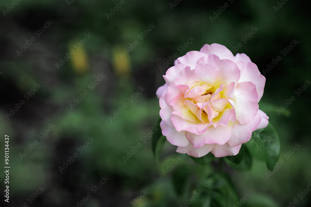 Rose bud on the stem with a garden on the background. Rose bud on the stem with a garden on the background.