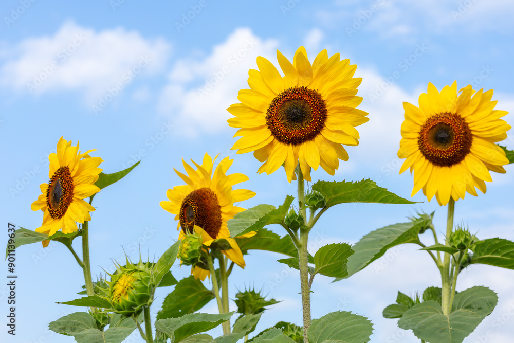 Sunflowers with cloudy blue sky on the background Sunflowers with cloudy blue sky on the background
