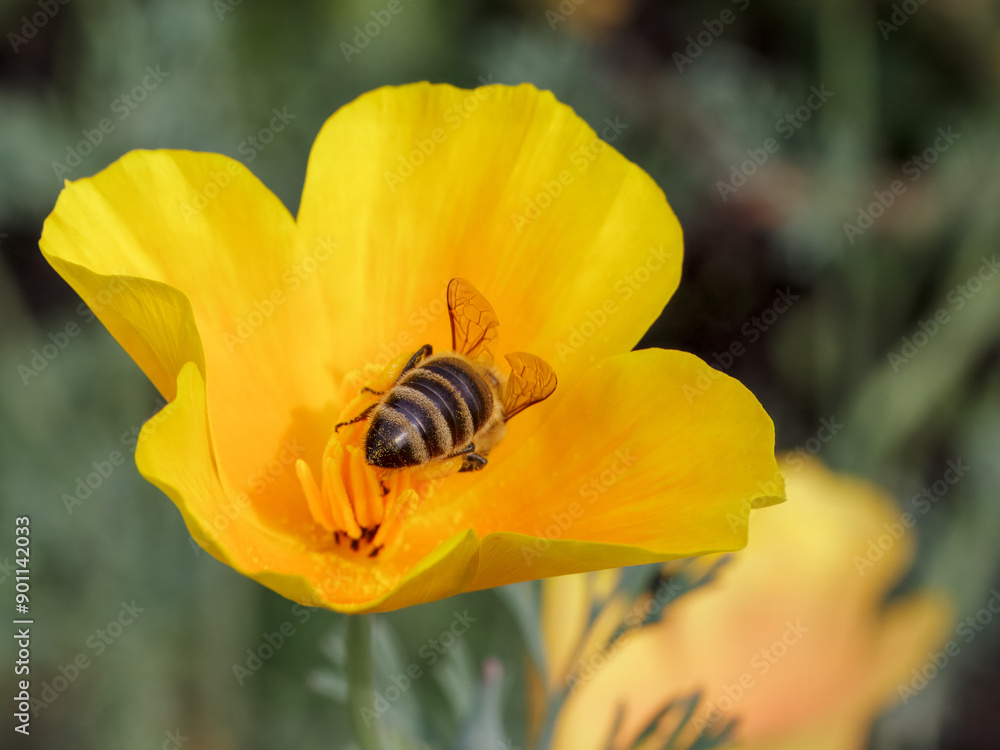 Close-up a bud of Eschscholzia californica with a bee in the garden Close-up a bud of Eschscholzia californica with a bee in the garden