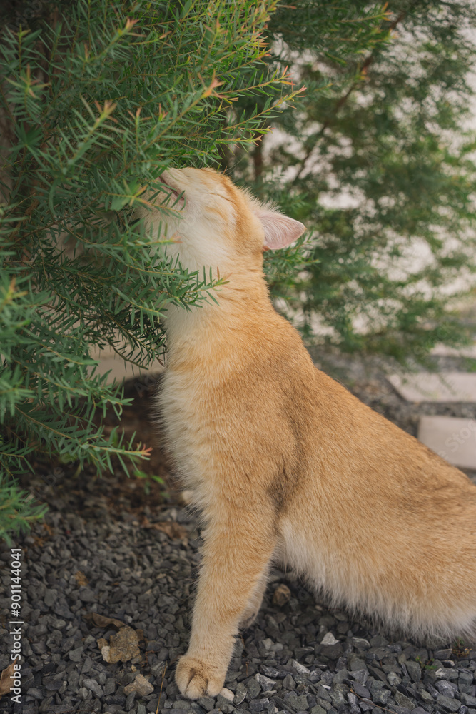 Fototapeta premium outdoor activity concept with british cat play on floor with pine and garden background