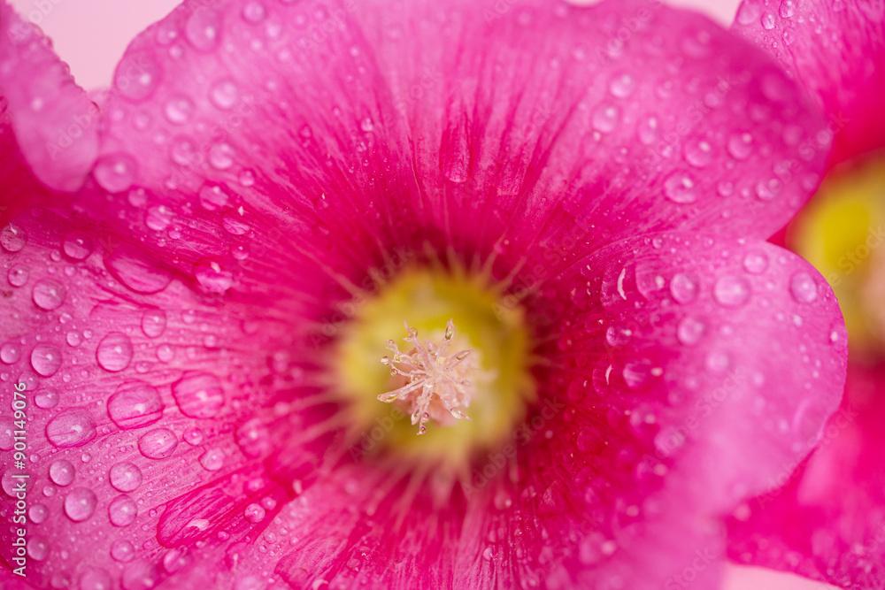 pink mallow flowers with drops pink mallow flowers with drops