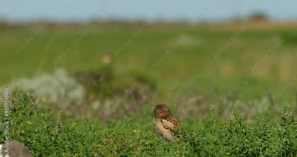 Burrowing Owls in Grassland Burrowing Owls in Grassland