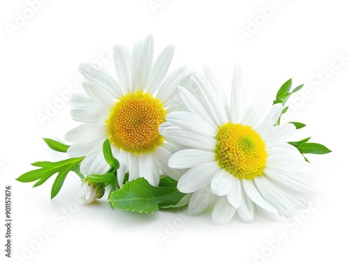 Two vibrant chamomile flowers with green leaves are elegantly placed against a bright background