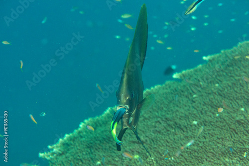 Juvenile Batfish cleaned by cleaner fish at cleaning station of Bali photo