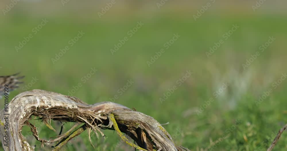 Burrowing Owls in Grassland Burrowing Owls in Grassland