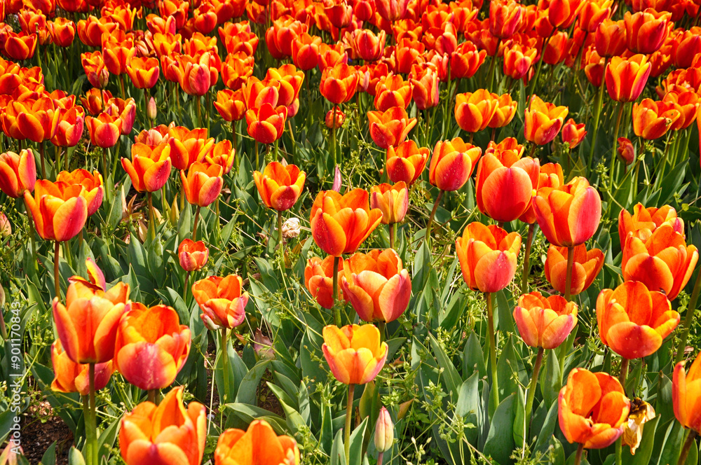 Obraz premium Spring blossoming colorful tulips in the garden