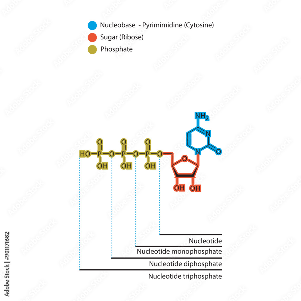 Diagram of nucleotide - Cytidine mono, di and trip phosphate skeletal structure schematic illustration, Nucleoside molecule. Diagram of nucleotide - Cytidine mono, di and trip phosphate skeletal structure schematic illustration, Nucleoside molecule.