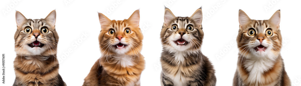 Four Adorable Cats with Surprised Expressions Isolated on Transparent Background Four Adorable Cats with Surprised Expressions Isolated on Transparent Background