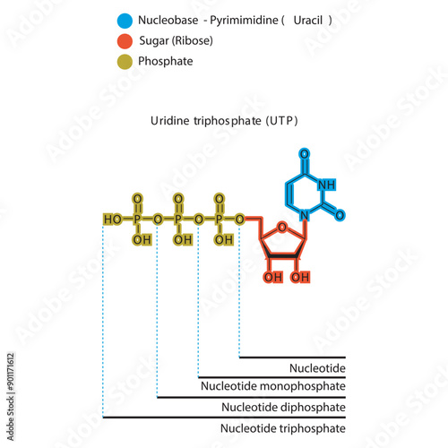 Diagram of nucleotide - Uridine  mono, di and trip phosphate skeletal structure schematic illustration, Nucleoside molecule.