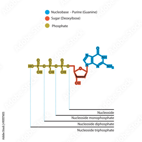 Diagram of nucleoside - Deoxyguanosine  mono, di and trip phosphate skeletal structure schematic illustration, Nucleoside molecule.