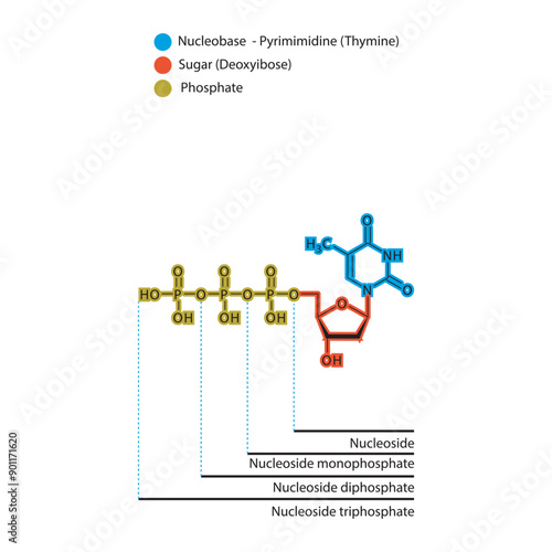 Diagram of nucleoside - Deoxythymidine  mono, di and trip phosphate skeletal structure schematic illustration, Nucleoside molecule.