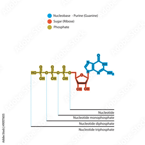 Diagram of nucleotide - Guanosine  mono, di and trip phosphate skeletal structure schematic illustration, Nucleoside molecule.