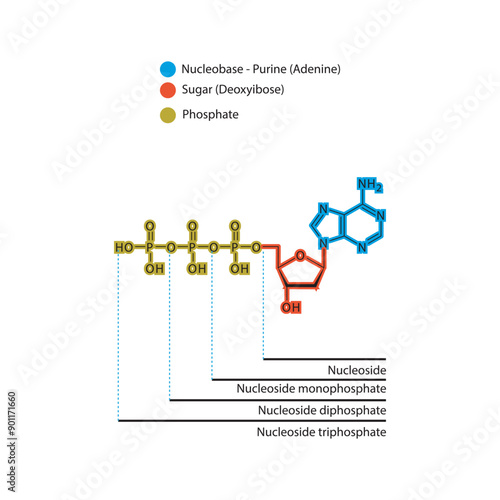 Diagram of nucleoside - Deoxyadenosine  mono, di and trip phosphate skeletal structure schematic illustration, Nucleoside molecule.