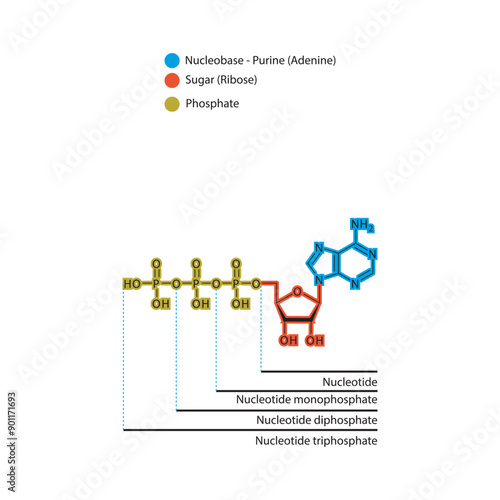Diagram of nucleotide - Adenosine  mono, di and trip phosphate skeletal structure schematic illustration, Nucleoside molecule.